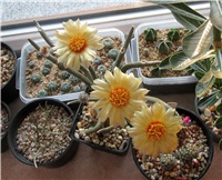 022ac58a-astrophytum caput medusae.JPG